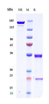 TNFRSF4/OX40/CD134 Antibody