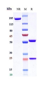 Integrin a5b1 (ITGA5 & ITGB1) Antibody