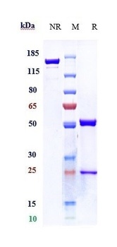 TSLP Reference Antibody