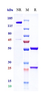 Complement C5 Antibody