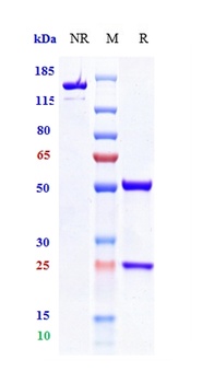 TIGIT/VSIG9/VSTM3 Antibody