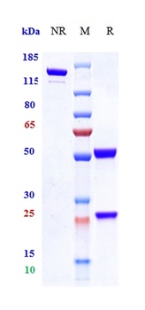 TNFSF5/CD40L/CD154 Antibody