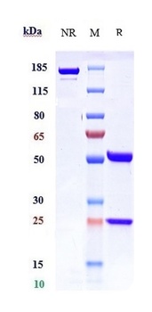 Integrin a4b7 (ITGA4 & ITGB7) Antibody