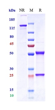 STEAP1 Antibody