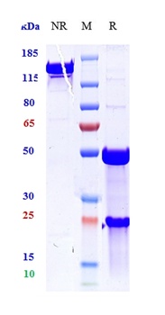 TNFSF2/TNFa Antibody