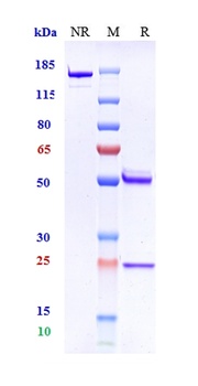 Amyloid Beta Reference Antibody