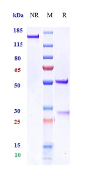 MICB Reference Antibody