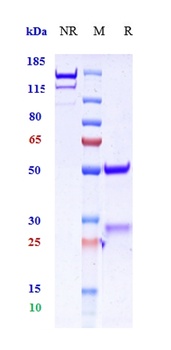 GAD65 Reference Antibody