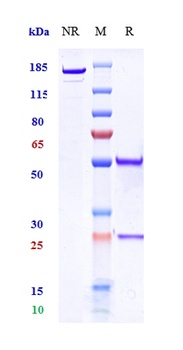 DCSTAMP Reference Antibody