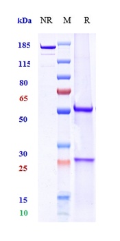 TNFRSF5/CD40 Antibody