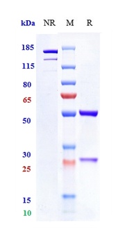 TNFRSF5/CD40 Antibody