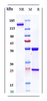 TNFRSF5/CD40 Antibody
