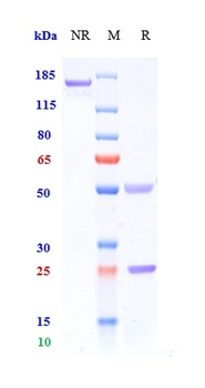 TNFRSF5/CD40 Antibody