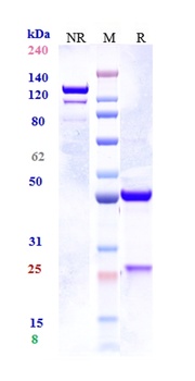 IL-33 Antibody