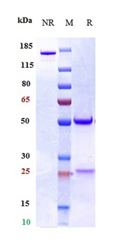 IL-33 Antibody