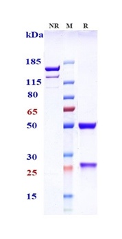 TNFRSF10B/TRAILR2/CD262 Antibody