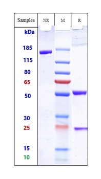 TCR Antibody