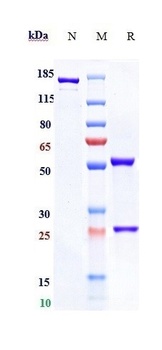 TNFRSF10B/TRAILR2/CD262 Antibody