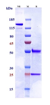 TNFRSF10B/TRAILR2/CD262 Antibody