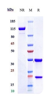 F3 / Factor III / Tissue Factor / CD142 Reference Antibody