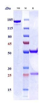 CSF2 / GM-CSF Reference Antibody