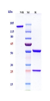 TIGIT/VSIG9/VSTM3 Antibody