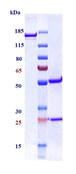 TGFb1 Antibody