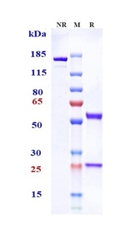 Tenascin C Antibody