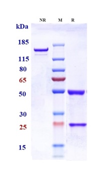 TNFRSF4/OX40/CD134 Antibody