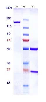 TCR Antibody