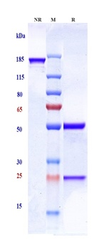 Sphingosine-1-phosphate Antibody