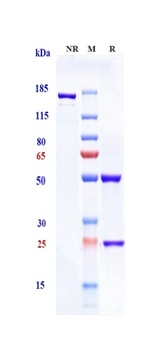 Amyloid Beta Antibody
