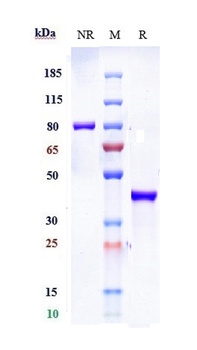 SLC2A8 Antibody