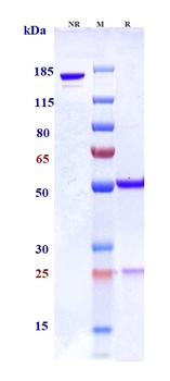 SLAMF7/CS1 Antibody