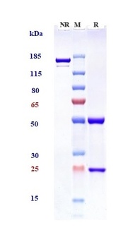 Siglec-2/CD22 Antibody