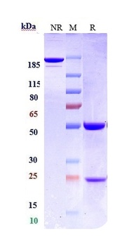 Siglec-2/CD22 Antibody
