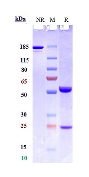 Siglec-2/CD22 Antibody