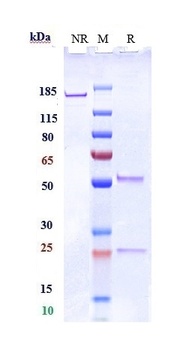 Siglec-15 / CD33L3 Reference Antibody