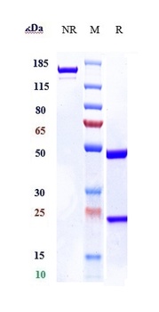S100A4 Antibody