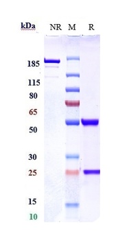 RTN4/NOGO Antibody
