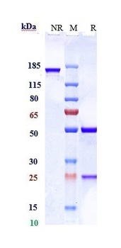 RHD/CD240d Antibody