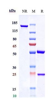 RAMP3 Reference Antibody