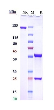 RHD/CD240d Antibody