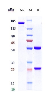 Amyloid Beta Reference Antibody