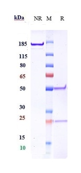 IGF1-R/IGFR1/CD221 Antibody