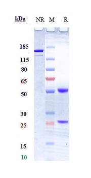 TNFSF12/TWEAK Antibody