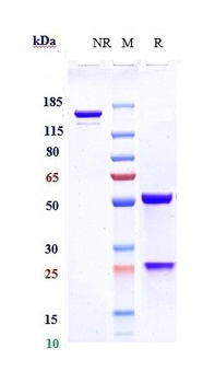 TNFRSF4/OX40/CD134 Antibody
