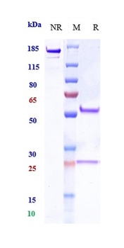 PDCD1/PD-1/CD279 Antibody