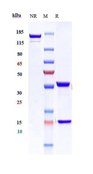 PDCD1 / PD-1 / CD279 Reference Antibody