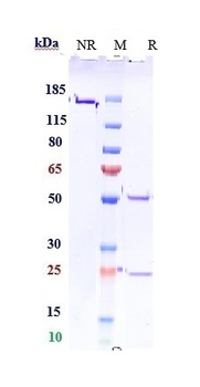 PDCD1/PD-1/CD279 Antibody